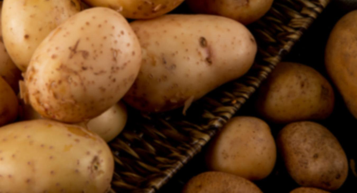 Russet Burbank | Ashton Seed Potato Growers Association